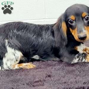 King, Dachshund Puppy