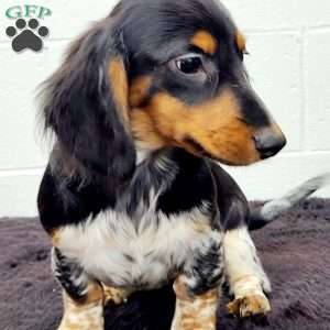 King, Dachshund Puppy