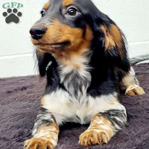 King, Dachshund Puppy