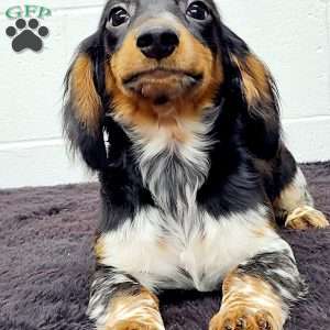 King, Dachshund Puppy