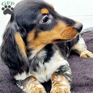 King, Dachshund Puppy