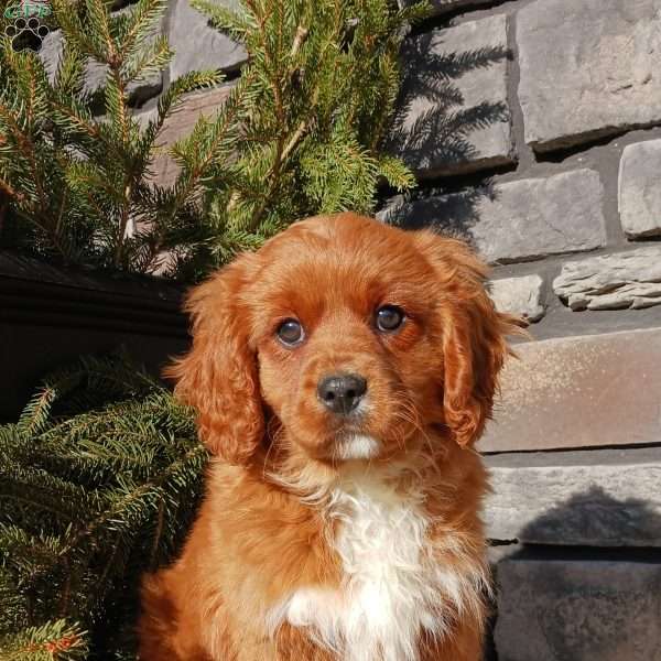 Brody, Cavapoo Puppy