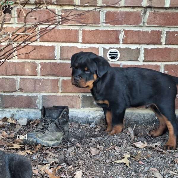 Riley, Rottweiler Puppy