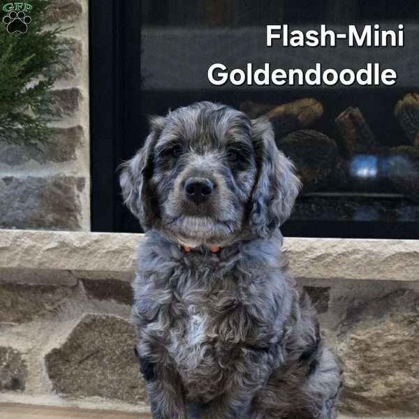 Flash, Mini Goldendoodle Puppy