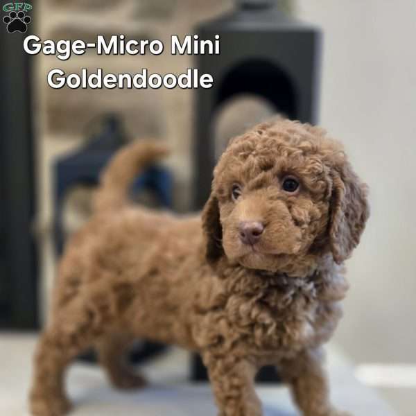 Gage-Petite, Mini Goldendoodle Puppy