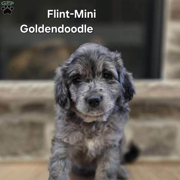 Flint, Mini Goldendoodle Puppy