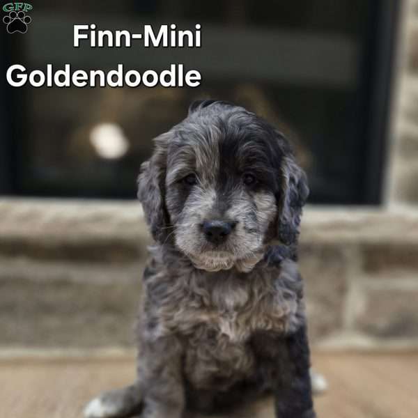 Finn, Mini Goldendoodle Puppy