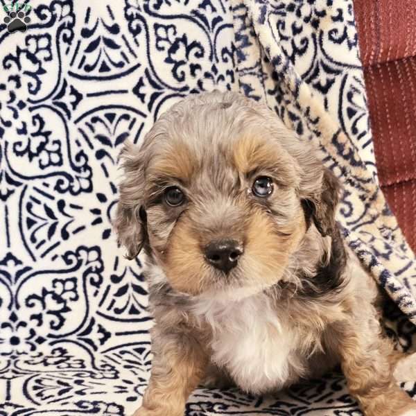 Asher, Mini Aussiedoodle Puppy