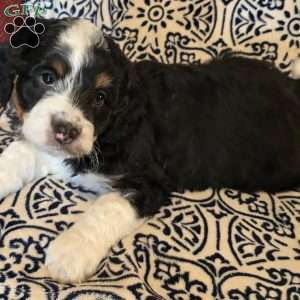 Alex, Mini Aussiedoodle Puppy