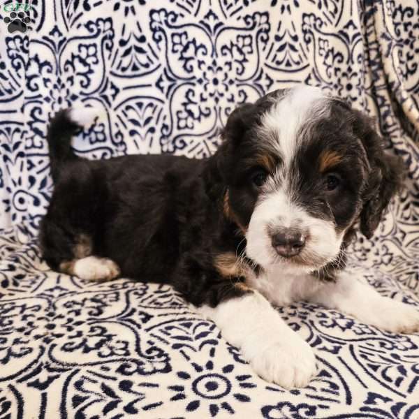 Alex, Mini Aussiedoodle Puppy