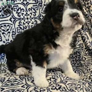 Alex, Mini Aussiedoodle Puppy