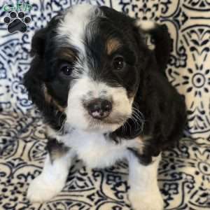 Alex, Mini Aussiedoodle Puppy