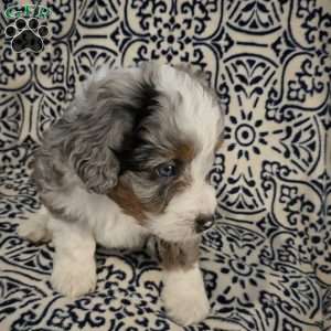 Austin, Mini Aussiedoodle Puppy