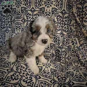 Austin, Mini Aussiedoodle Puppy