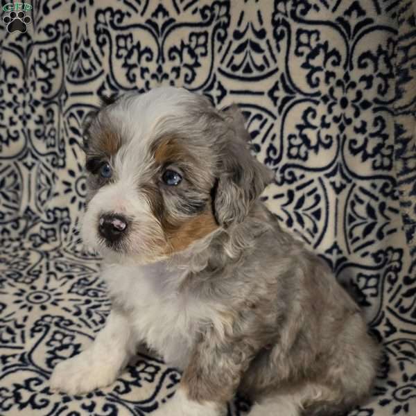 Austin, Mini Aussiedoodle Puppy