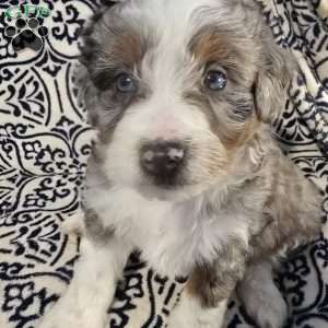 Austin, Mini Aussiedoodle Puppy