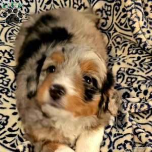 Ashley, Mini Aussiedoodle Puppy