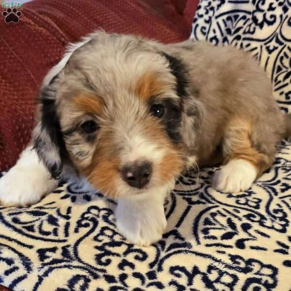 Ashley, Mini Aussiedoodle Puppy