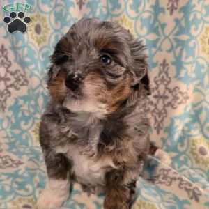 Anthony, Mini Aussiedoodle Puppy