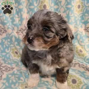 Anthony, Mini Aussiedoodle Puppy