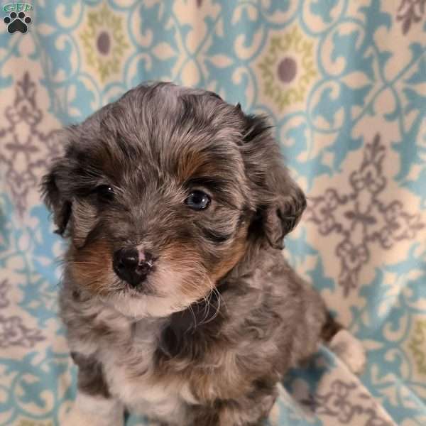 Anthony, Mini Aussiedoodle Puppy