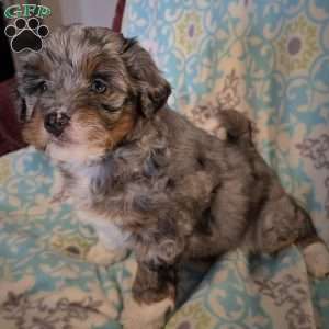 Anthony, Mini Aussiedoodle Puppy