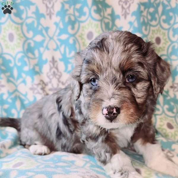 Annabelle, Mini Aussiedoodle Puppy