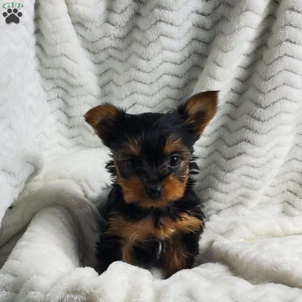 Lady (toy), Yorkie Puppy