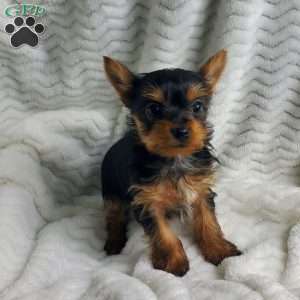 Princess (Toy), Yorkie Puppy