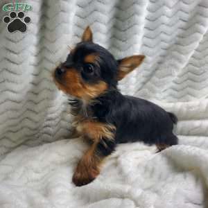 Princess (Toy), Yorkie Puppy