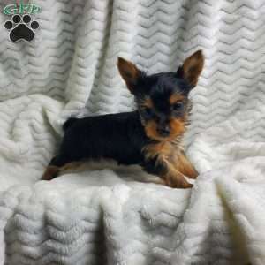 Princess (Toy), Yorkie Puppy