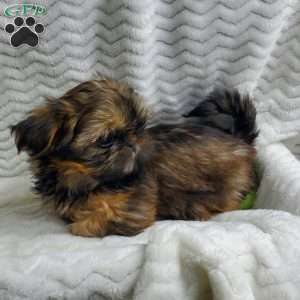 Honey, Shih Tzu Puppy