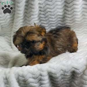 Honey, Shih Tzu Puppy