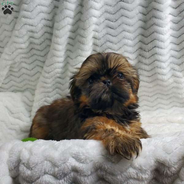 Honey, Shih Tzu Puppy