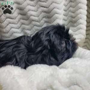 Oreo, Shih Tzu Puppy