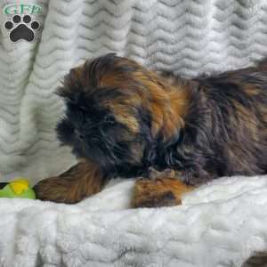 Hershey, Shih Tzu Puppy