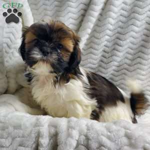 Fudge, Shih Tzu Puppy