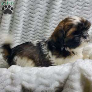 Fudge, Shih Tzu Puppy