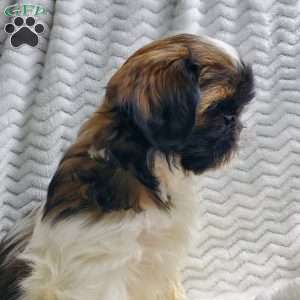 Fudge, Shih Tzu Puppy