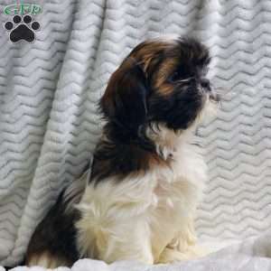 Fudge, Shih Tzu Puppy