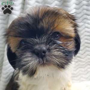 Fudge, Shih Tzu Puppy