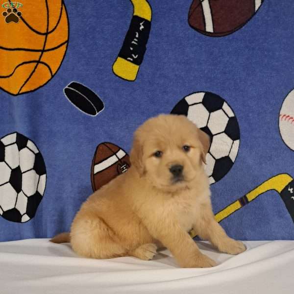 Teddy, Golden Retriever Puppy