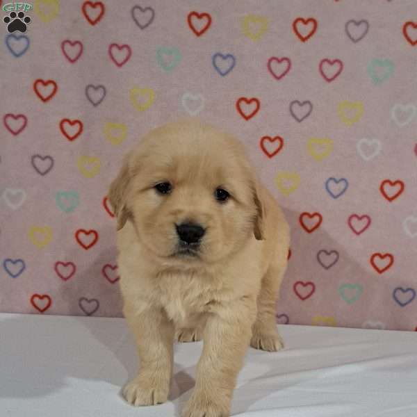 Taffy, Golden Retriever Puppy