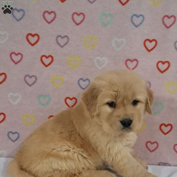 Tammy, Golden Retriever Puppy