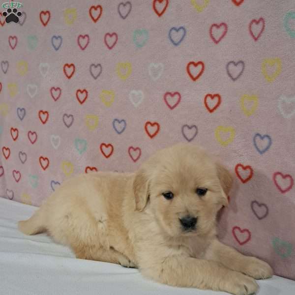 Trisha, Golden Retriever Puppy