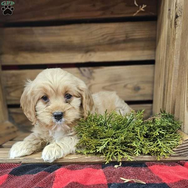 Aden, Cavapoo Puppy