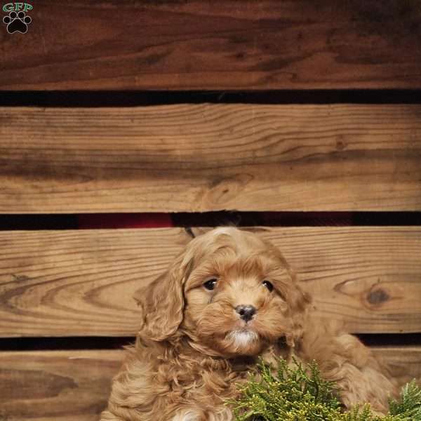 Art, Cavapoo Puppy