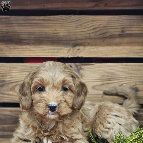 Alexis, Cavapoo Puppy