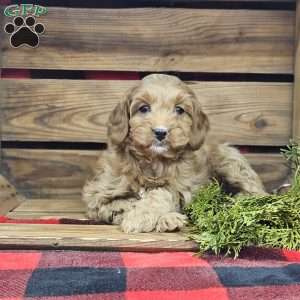 Alexis, Cavapoo Puppy