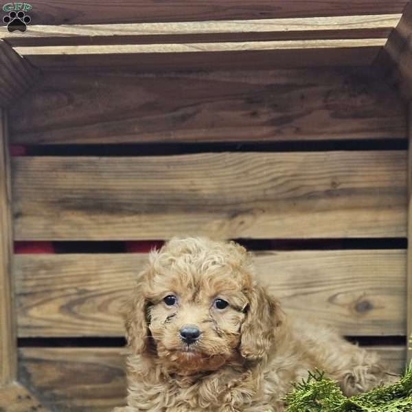 Addy, Cavapoo Puppy